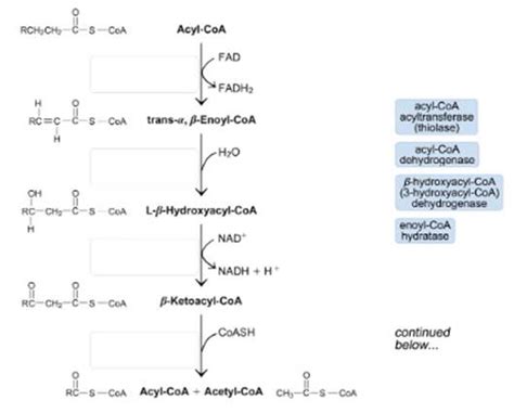 Solved In the beta oxidation pathway, what is the product of .